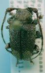  Aerenea impetiginosa