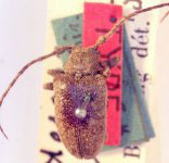  Aerenea periscelifera