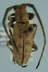  Atelodesmis unicolor