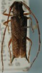  Blabia masoni