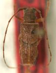  Blabia spinella