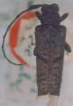 Blabia truncata