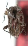  Ceiupaba lineata
