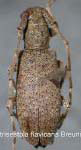  Cicatrisestola flavicans