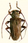  Cotycicuiara venezuelensis