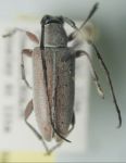  Cymatonycha fasciata