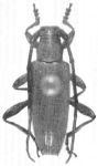  Cymatonycha meridionalis