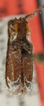  Desmiphora (Desmiphora) bijuba
