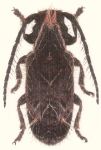  Desmiphora (Desmiphora) cayennensis
