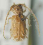  Desmiphora (Desmiphora) chemsaki