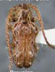  Desmiphora (Desmiphora) compacta