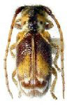  Desmiphora (Desmiphora) compta