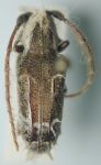 Desmiphora (Desmiphora) cucullata