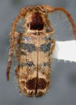  Desmiphora (Desmiphora) decora