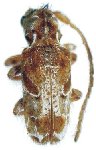  Desmiphora (Desmiphora) dozieri