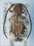  Desmiphora (Desmiphora) elegantula
