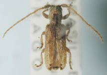  Desmiphora (Desmiphora) intonsa