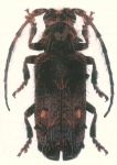  Desmiphora (Desmiphora) jullienae