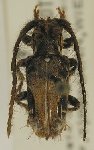  Desmiphora (Desmiphora) lateralis
