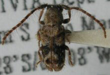  Desmiphora (Desmiphora) picta