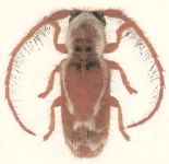  Desmiphora (Desmiphora) sarryi