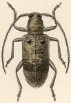  Diliolophus vexator