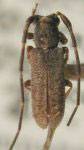  Dolichestola annulicornis