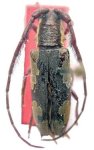  Esaguasu ocularis