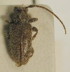  Estola albosetosa