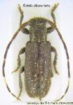  Estola albovaria