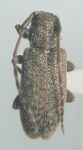  Estola benjamini