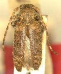  Estola brunneovariegata