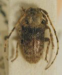  Estola cayennensis