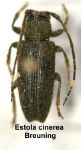  Estola cinerea