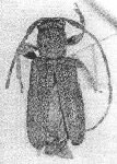 Estola flavomarmorata