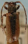 Estola fuscodorsalis