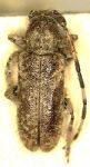  Estola fuscomarmorata