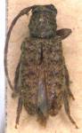  Estola hispida