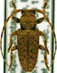  Estola ignobilis