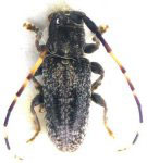  Estola operosa