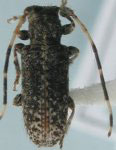 Estola strandiella