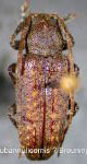  Estola subannulicornis