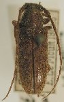  Estoloides (Estoloides) annulicornis