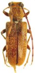  Estoloides (Estoloides) aurantius