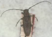  Estoloides (Parestoloides) basigranulata