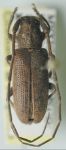  Estoloides (Estoloides) chamelae