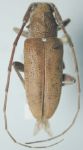  Estoloides (Estoloides) longicornis