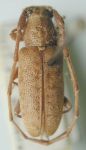  Estoloides (Estoloides) modica