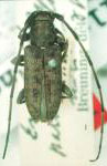 Estoloides (Estoloides) paralboscutellaris