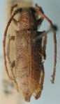   Estoloides (Estoloides) reflexa